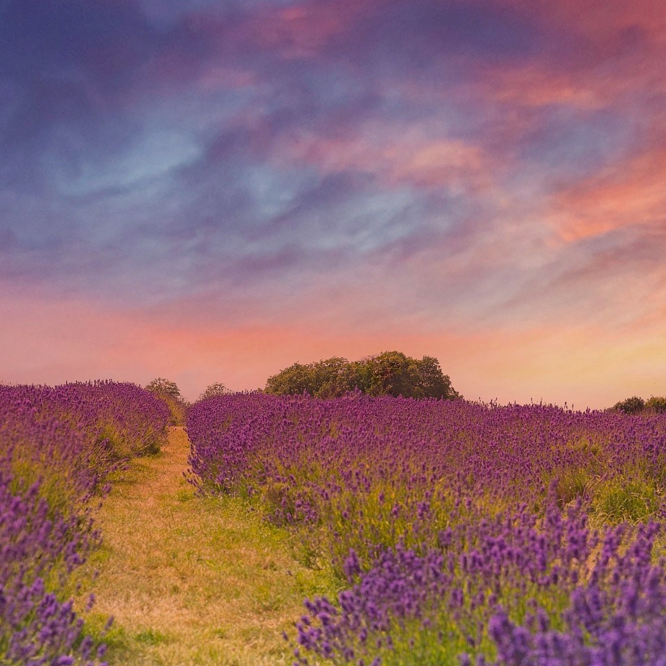 The image is a beautiful landscape photo of a lavender field at sunset. The sky is a soft blend of pink, orange, and blue, with wispy clouds. The lavender plants are in full bloom, creating a sea of purple that stretches across the field. A narrow dirt path winds through the middle of the field, leading the viewer's eye towards the distant trees. The overall effect is serene and peaceful, evoking a sense of tranquility and beauty.