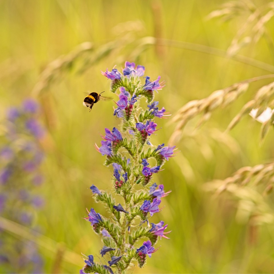 Bumblebee flying towards a stalk of purple flowers in a field.  The background is out of focus, with a bright yellow-green color.  The bumblebee has yellow and black stripes and is in mid-flight, its wings blurred. The flowers are a bright purple with a hint of pink.  The stalk is green and slender.  The image is well-composed and captures the beauty of nature.