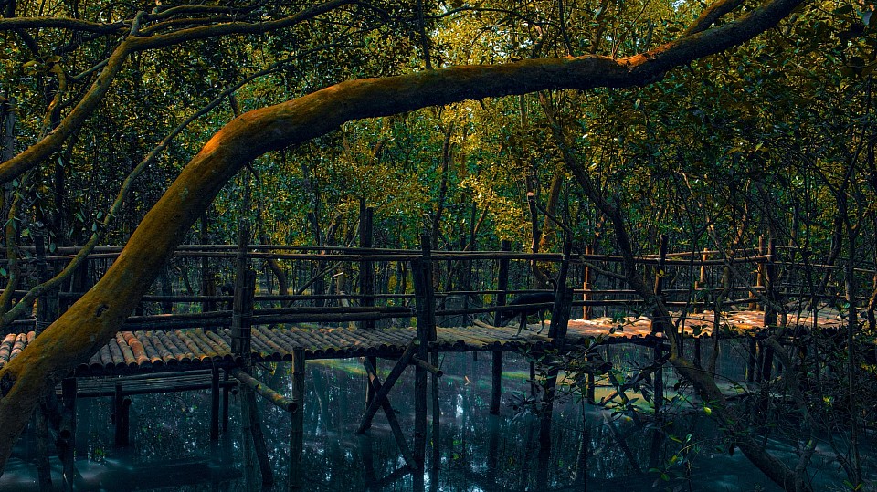 dog on bridge